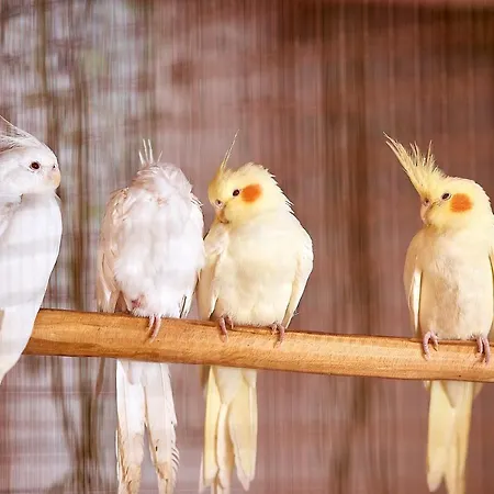 فندق بلاديوم بلاتيس يالوس